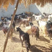 ۳۶بز ۵۰کهره|حیوانات مزرعه|آبپخش, |دیوار