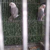 طوطی برزیلی|پرنده|قشم, |دیوار