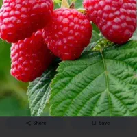 راهنمایی میکنم در کشت گلخانه ای|خدمات باغبانی و درختکاری|تهران, دکتر هوشیار|دیوار