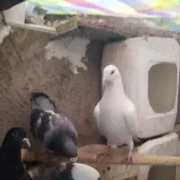 کفتر نر و ماده