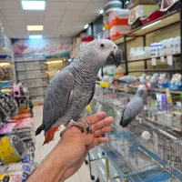 طوطی کاسکو جوجه و بالغ دستی و سخنگو