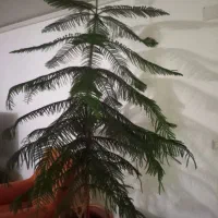 گل گاج مطبق .۱۰طبقه .مهاجران