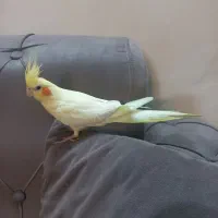 عروس هلندی|پرنده|تهران, دانشگاه شریف|دیوار