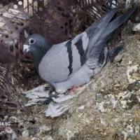 کبوتر پلاک اصل|پرنده|یاسوج, |دیوار