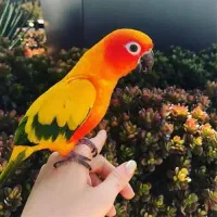 جفت خورشیدی مولد