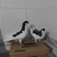 کبوتر شصتی نروماده جوان سالم