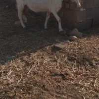 یک راس بز شیرا با دوتا کره  یک کره نر یک کره ماده