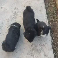 واگذاری سگ قزوجونی