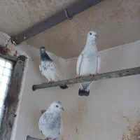 ماده زاغ شازده کله دم سبز