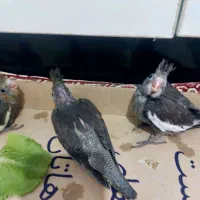 جوجه عروس هلندی|پرنده|چمران, |دیوار