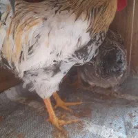 یک جفت خروس و یک مرغ قیمت مناسب