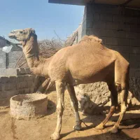 شترجمازی ومجلسی|حیوانات مزرعه|میناب, |دیوار
