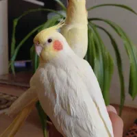 فروش سه عدد عروس هلندی