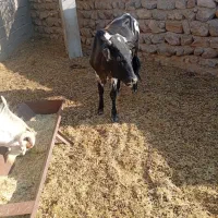 گوساله|حیوانات مزرعه|حاجی آباد, |دیوار