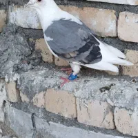 گراف سبز فروشی