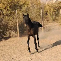 اسب انسیاتور|اسب و تجهیزات اسب‌سواری|خمینی‌شهر, |دیوار