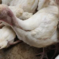 جوجه زرین واکسینه شده
