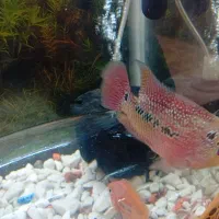 ماهی گوشتخوار