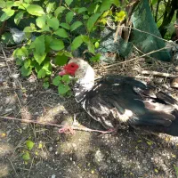 اردک اسرائیلی نر و ماده کرچ شو