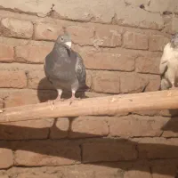 کبوتر|پرنده|خسروشاه, |دیوار