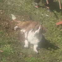 سگ گم شده|حیوانات|اسالم, |دیوار