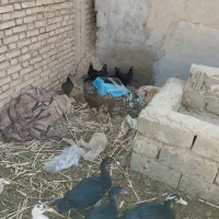 خروس|حیوانات مزرعه|شوشتر, |دیوار