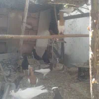 فروش کبوتر|پرنده|مبارکه, |دیوار