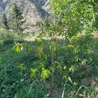 فروش باغ گیلاس با نازلترین قیمت نزدیک به آزادراه