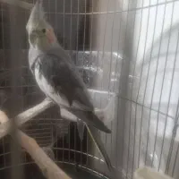 عروس هلندی|پرنده|قصرشیرین, |دیوار