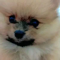 سگ پامر خرسی نژاد دار