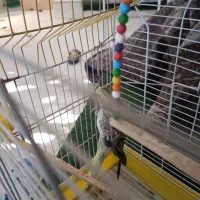 عروس ماده گل باقالی|پرنده|میناب, |دیوار