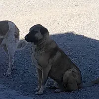 سگ‌سراب|سگ|بستان آباد, |دیوار