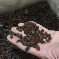 کشمش افتابی کاشمر