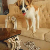 سگ اشتپیز روباهی