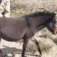 فروشی|حیوانات مزرعه|مسجد سلیمان, |دیوار