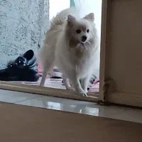 سگ گم شده مژدگانی میدم|سگ|شاهین دژ, |دیوار