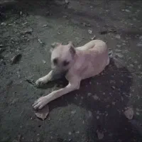 توله سگ ۳ماهه سراب معاوضه فقط باتوله ژرمن شپرد|سگ|ماسال, |دیوار