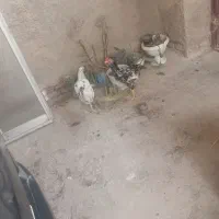 خروس|حیوانات مزرعه|گرگان, |دیوار