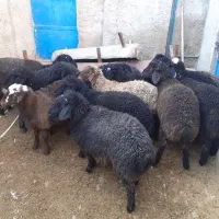 بره بره|حیوانات مزرعه|جوادآباد, |دیوار