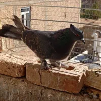 کبوتر فروشی|پرنده|بکتاش, |دیوار