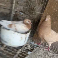 کبوتر زرد پرشی وپتی والا|پرنده|مهران (هرمزگان), |دیوار