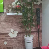 گل بانبو خیزران