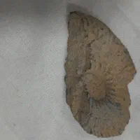 سنگ آمونیت|کلکسیون اشیاء عتیقه|مبارکه, |دیوار