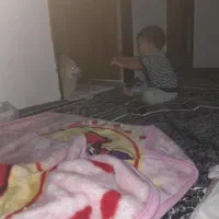 سگ خونگی|سگ|مشهد, امیرآباد|دیوار