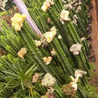 گلخانه|گل و گیاه طبیعی|قزوین, |دیوار