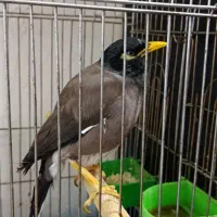 مرغ مینا سخنگو|پرنده|کرمانشاه, |دیوار