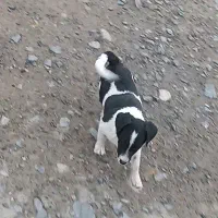 معاوضه با کبوتر