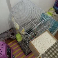 عروس هلندی لوتینو|پرنده|مشهد, هنرور|دیوار