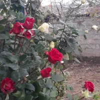 اجاره خونه روستایی گیلان دریاچه عروس