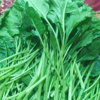 سلام براروزشنبه شوت وشمبلیله واسفناج خیلی خوب دارم